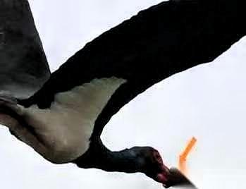 武汉一只国家一级保护动物黑鹳，嘴被一个东西死死箍住，一口东西都吃不了，处境危急。