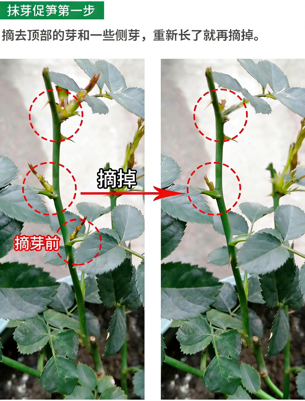 月季抹芽促笋爆花方法！不要舍不得抹芽哦~大家好哇，宝贝们的月季秋天爆的笋芽应该都