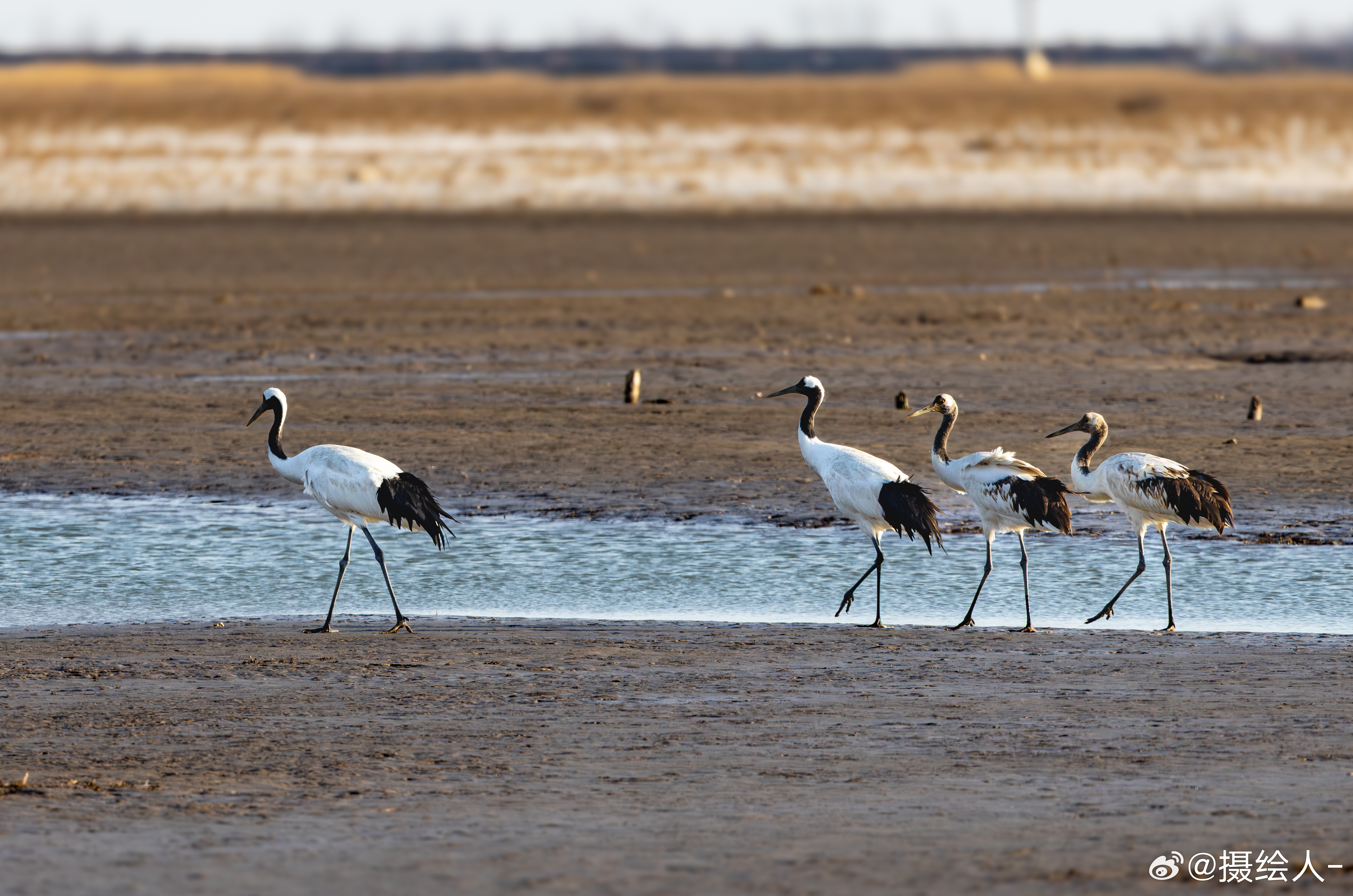古德毛宁，艾瑞万！生活手记 东营