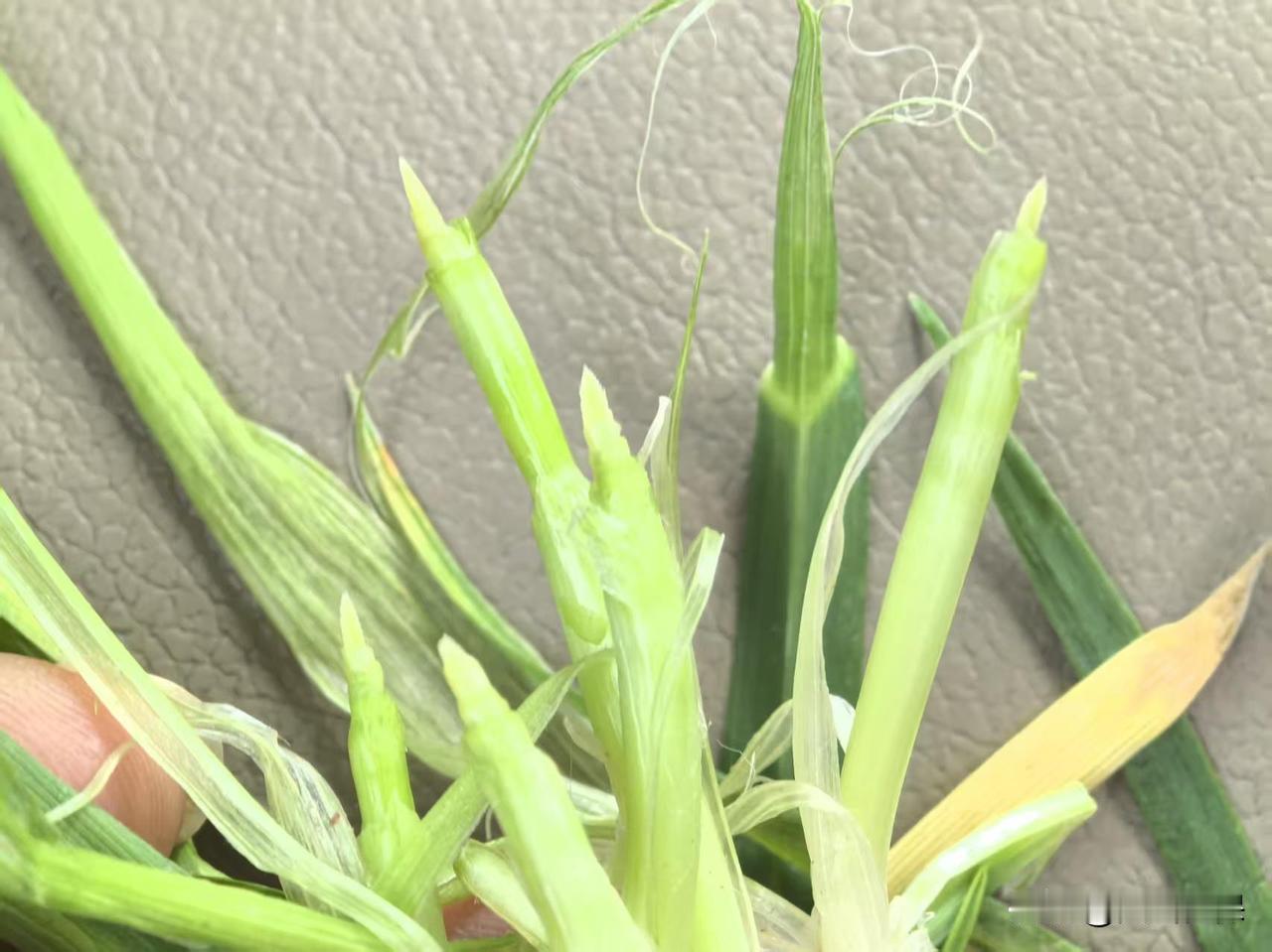 春日生活打卡季 萌芽新生命，绿意盎然，生机勃勃！🌱🌿