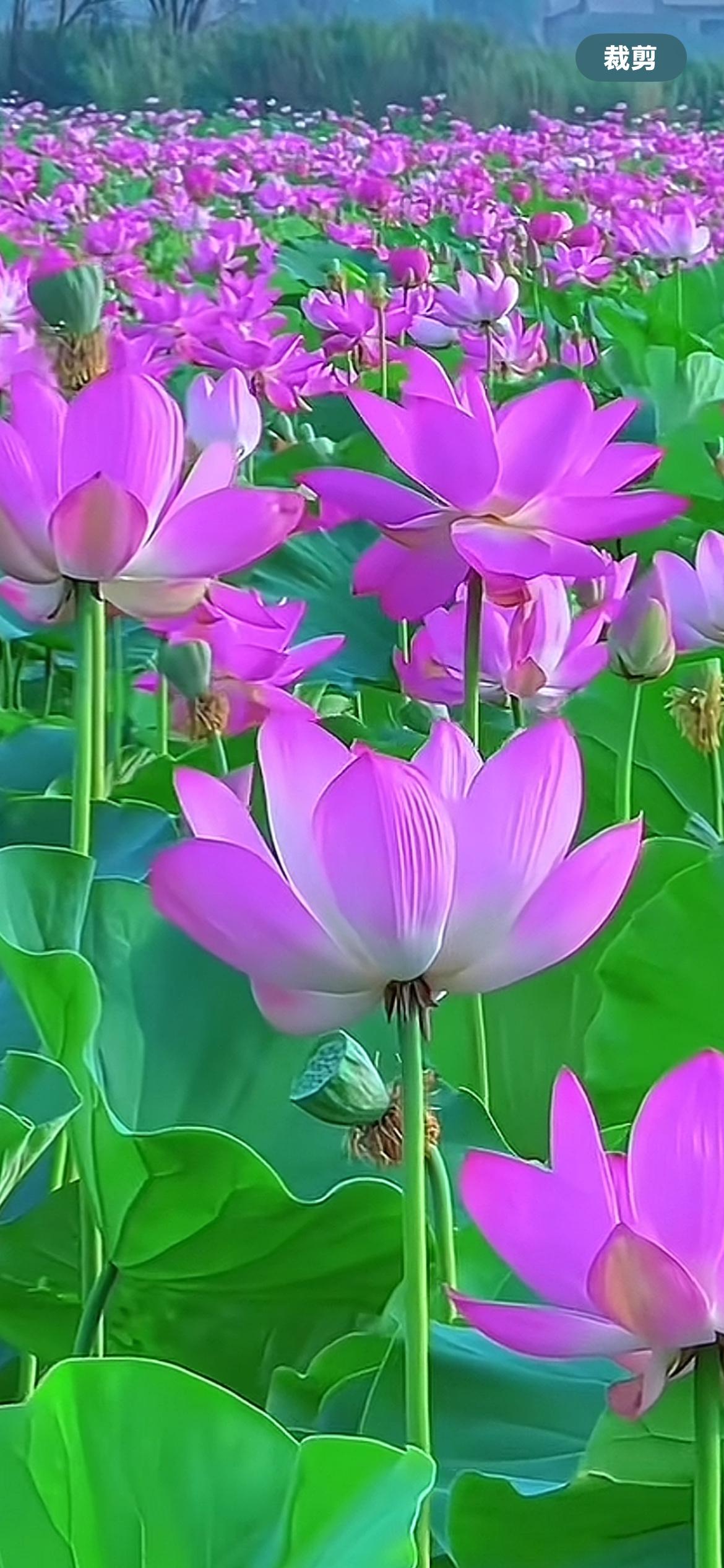 《养老院：有被遗忘的“垃圾”（原创）》老妈每年的五一或更早一些时间，要去养老院住