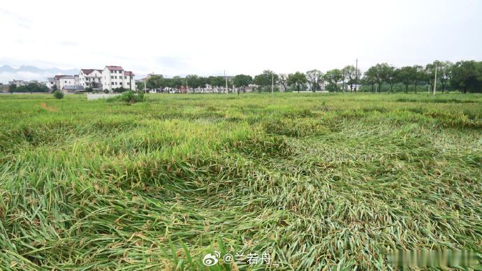 台风后衢州衢江百余名农技人员稻田出诊 台风“巴威”刚走，衢江的稻田里就来了“赤脚