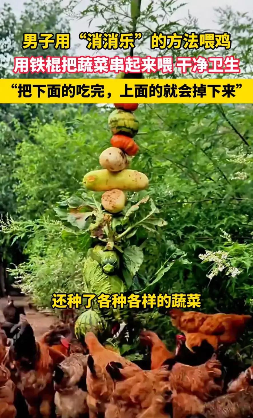 北京，一男子在家养了一千多只鸡，家里平时把没长好的蔬菜用来喂鸡，可他却发现这些鸡