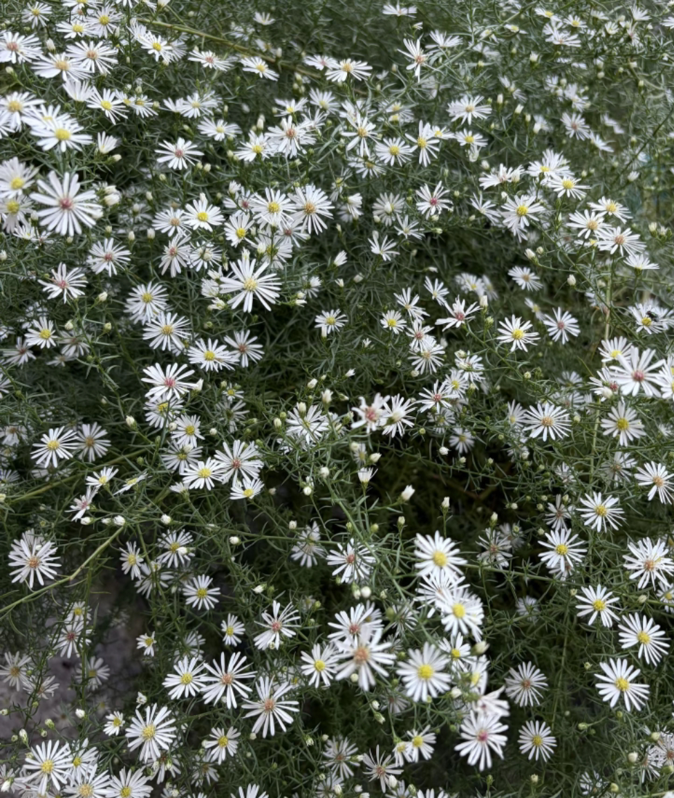 植物科普💐白菀：即女菀，为菊科植物女菀的全草或根，别名织女菀、女肠等。它是多年