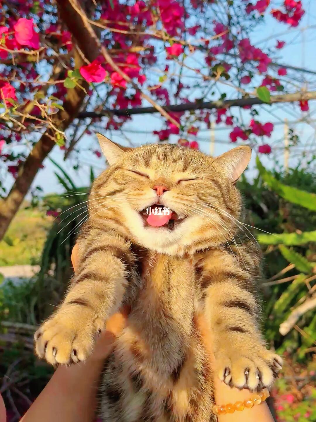 我的开心果小猫