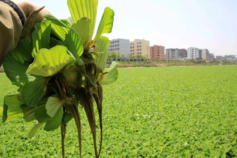 闲情野居素衣妆，
丰收菜田笑脸庞。
幽闲雅致天然菜，
晒上头条共闻香。