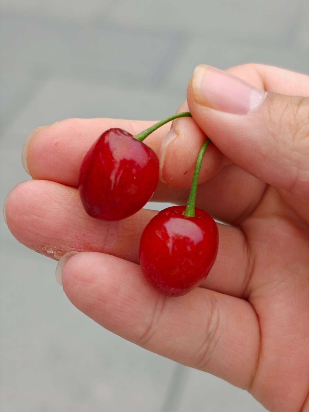 吃樱桃的季节到了吧～买一盒尝尝鲜这书我们南方特有的小樱桃，和山东那边的大樱桃不太