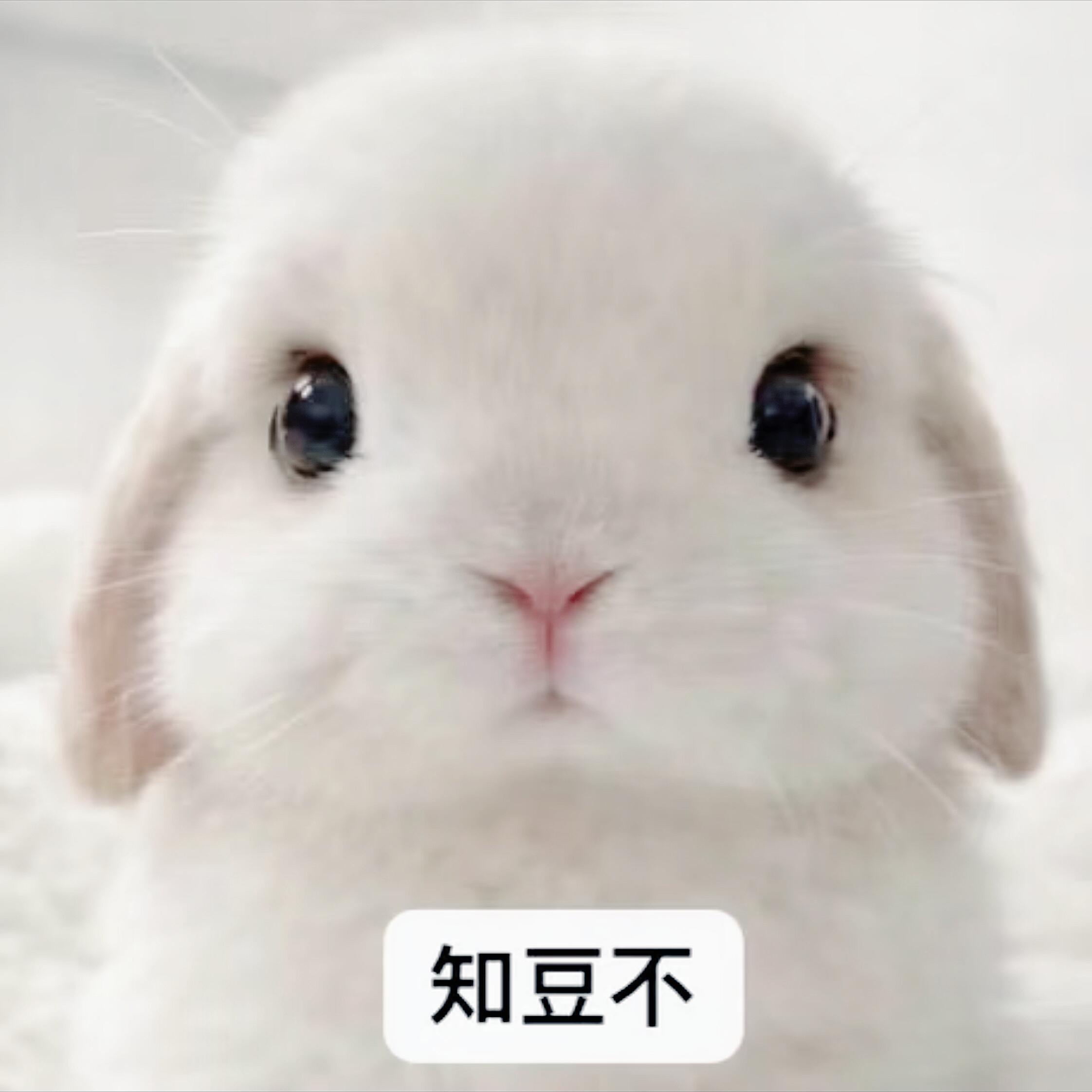 最近爱用🥰🥰🥰himari兔子表情包