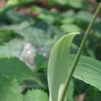 种植 🌱半夏的栽培方法主要包括以下几个方面：1. 选地整理：选择平坦、疏松、肥