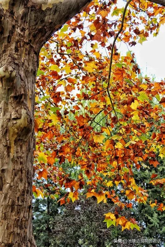 看到这个上联“莫道秋枫馋水韵”，一下子就感觉充满了诗意。秋枫本就带着秋天独有的浪