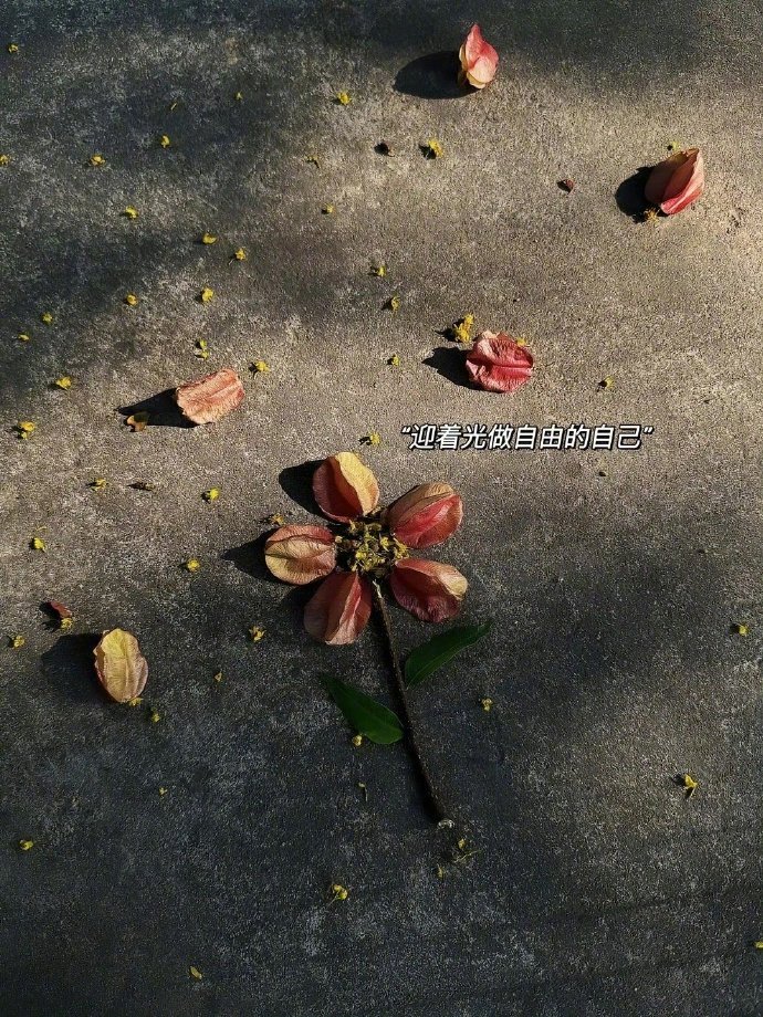 𝕲𝖗𝖔𝖜𝖙𝖍 ʚᵔ⤙ᵔɞ“或许未来不轻松，但一直在成长。” 