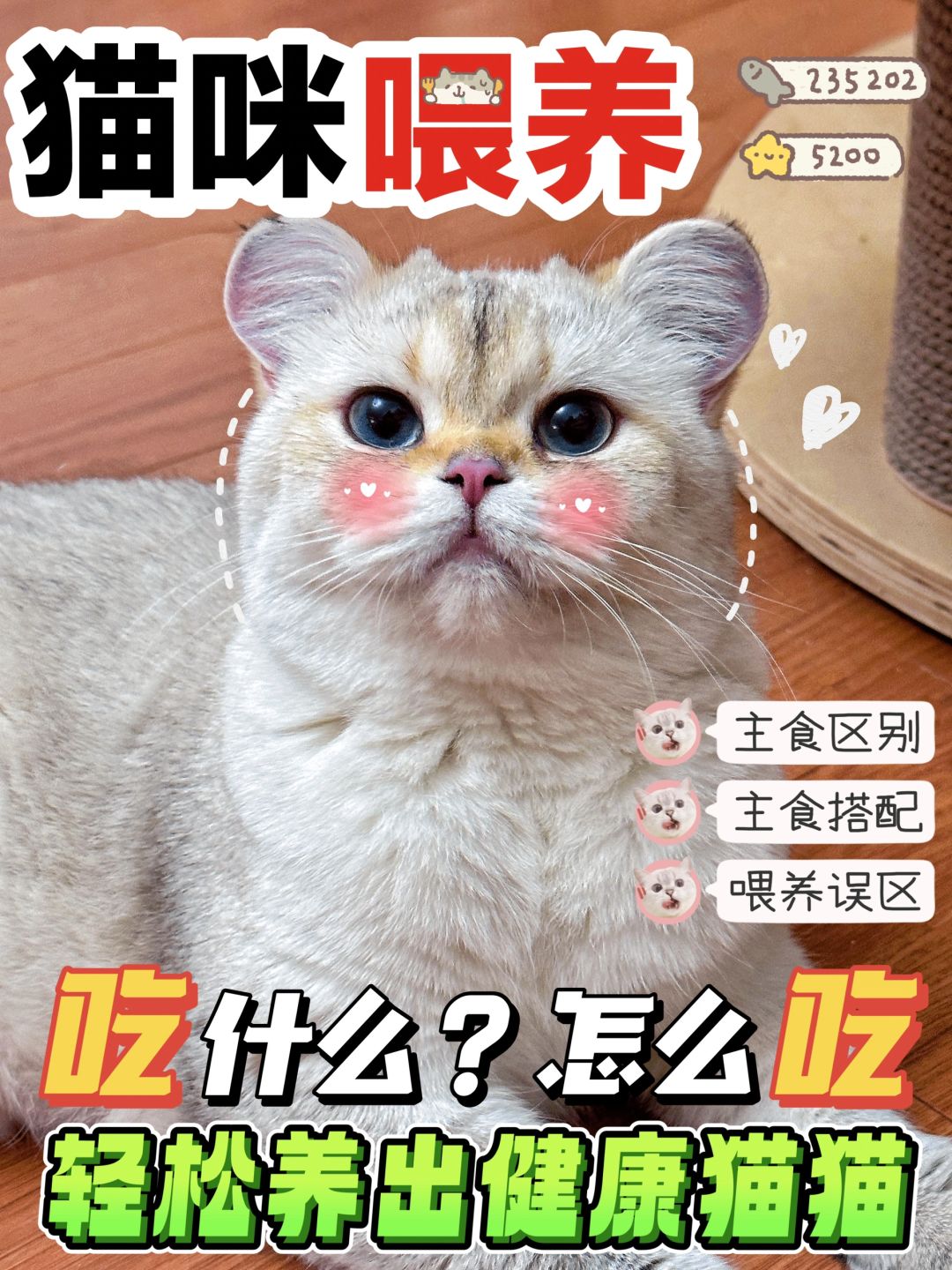 新手养猫这么喂‼️轻松养出健康小猫🐱