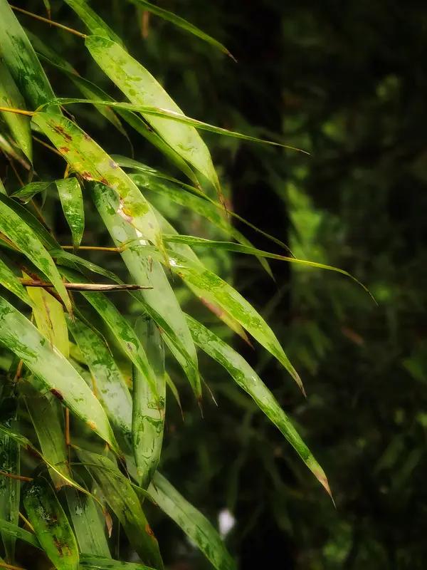上联：雨敲竹叶清音起；
下联：雪润梅香雅韵生。