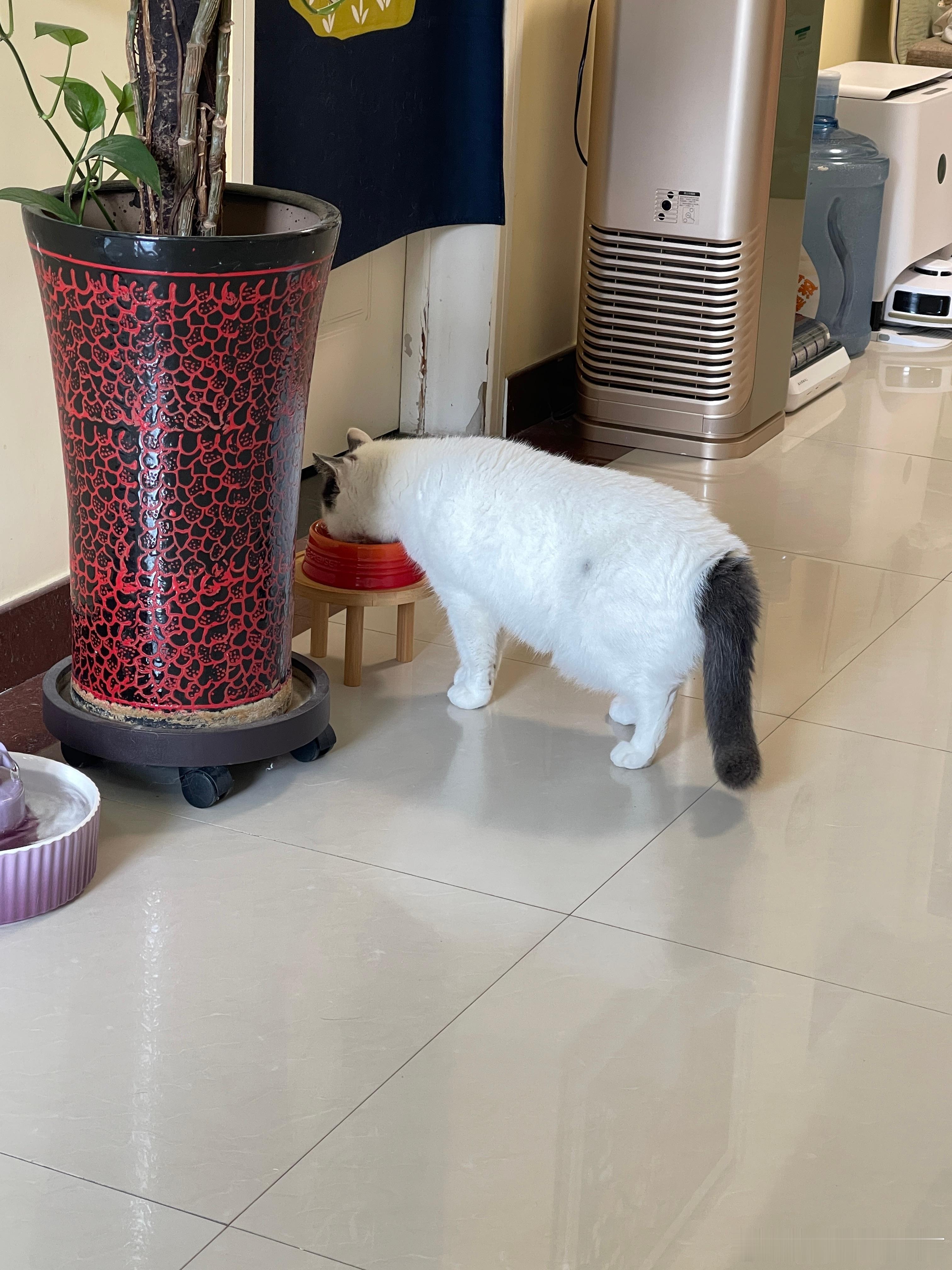 小豚现在挑食挑的，罐头这也不吃那也不吃[拜拜]送到山沟里野外生存几天吧 ​​​