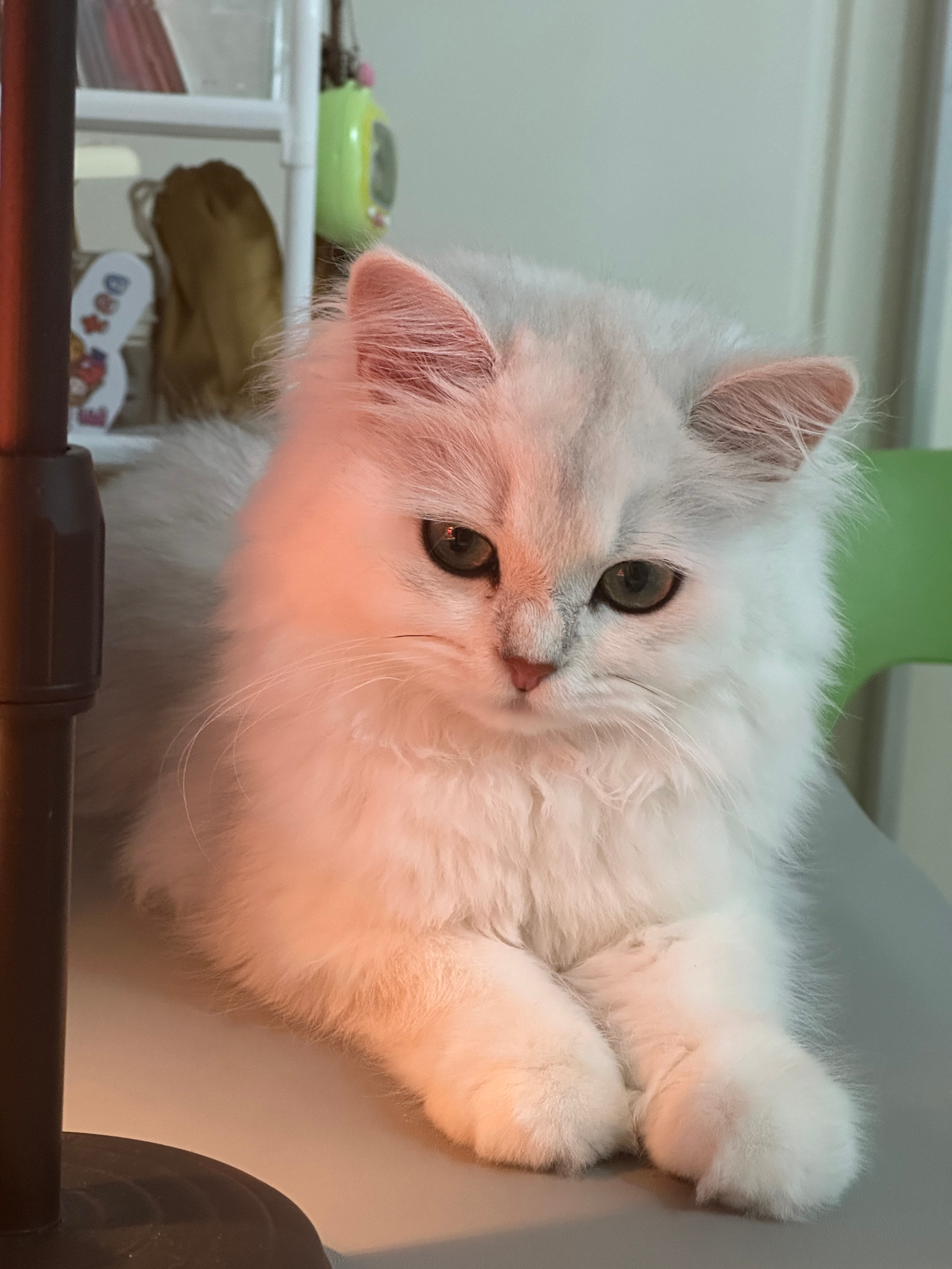在装什么忧郁猪 