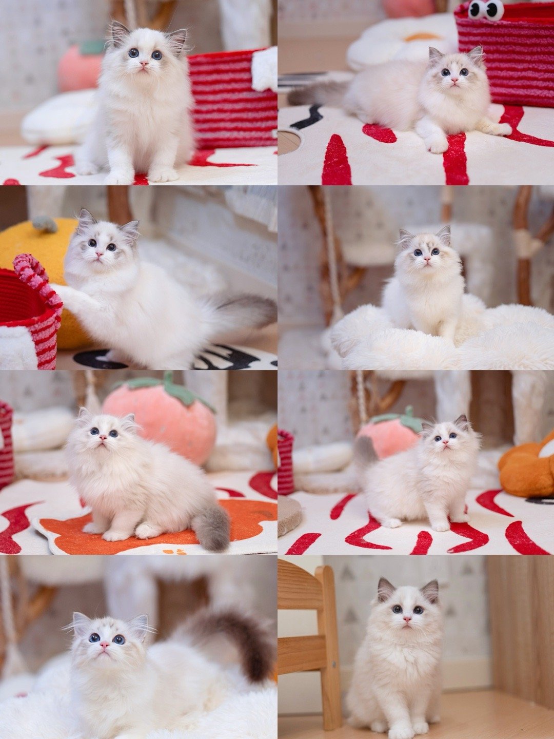 本次8个小猫找家，今晚8点半在其他地方直播，1个蛤蜊仔的孩子，3个rico的孩子