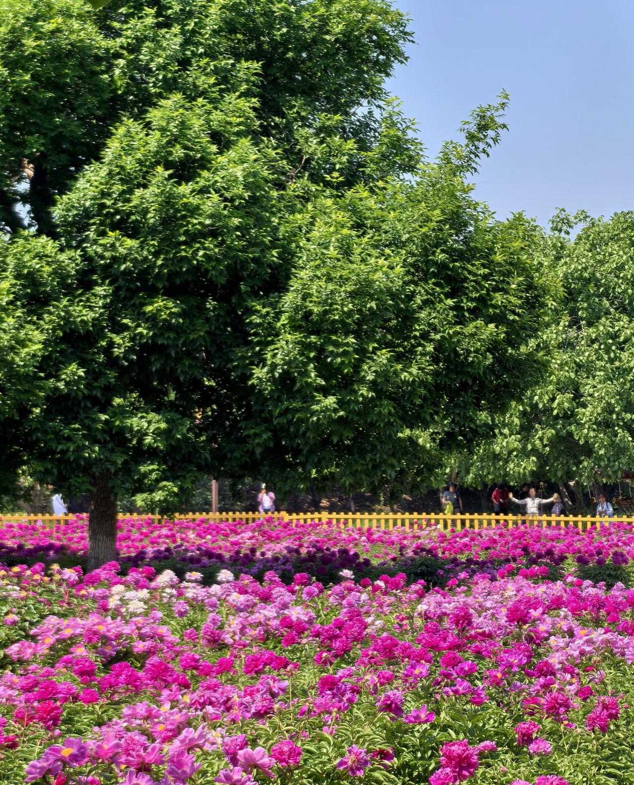 浅夏畅游芍药花海（圆明园遗址公园藻园）