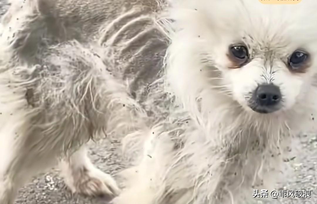 今天，一位男子看到一只小流浪狗，简直不忍直视。它的骨架完全暴露在外，仅有的几处有