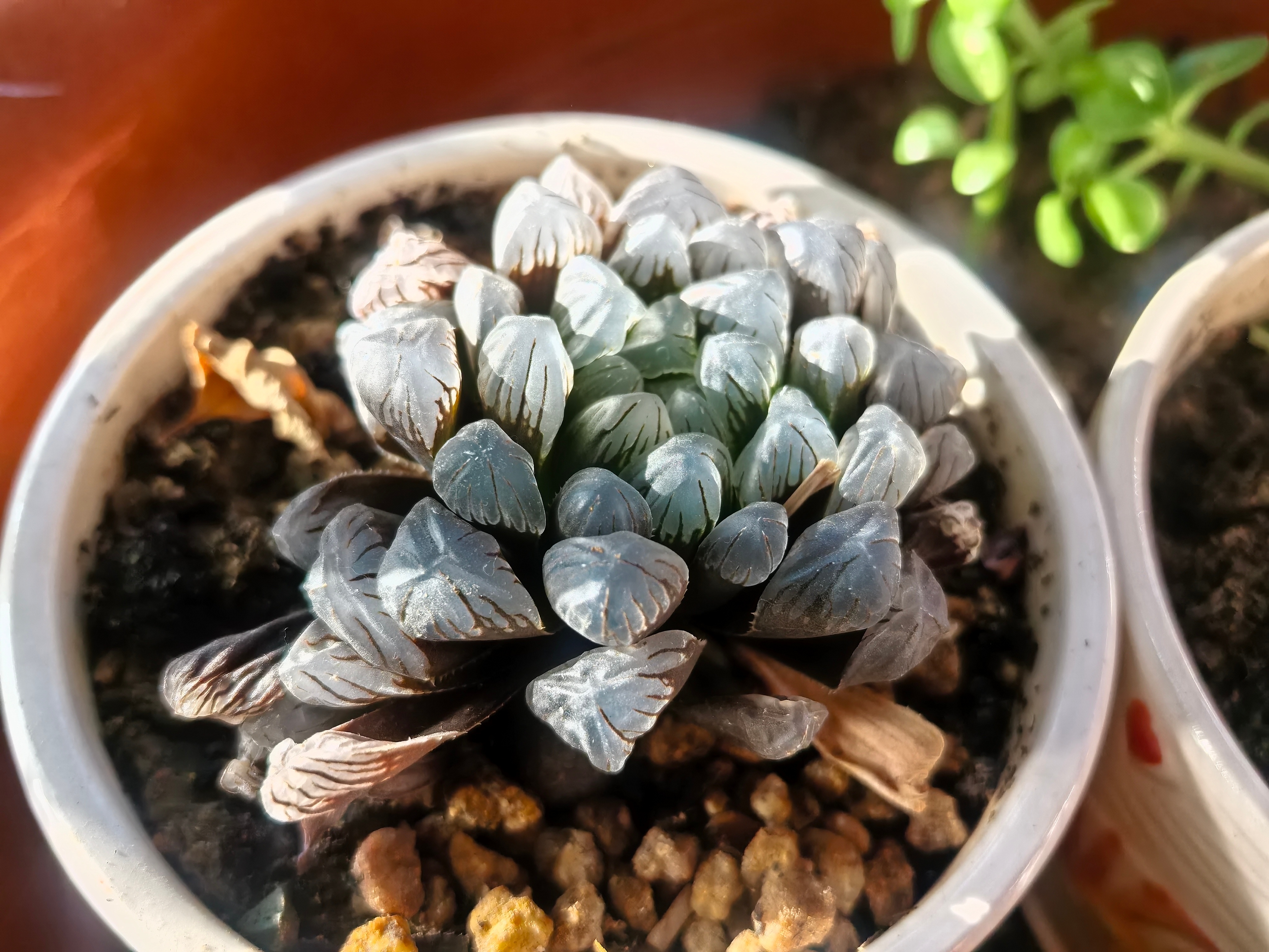 每一天都无法重来忙碌之余也要留一点时间取悦自己不盲目内卷，不消极懈怠怀揣热爱好好