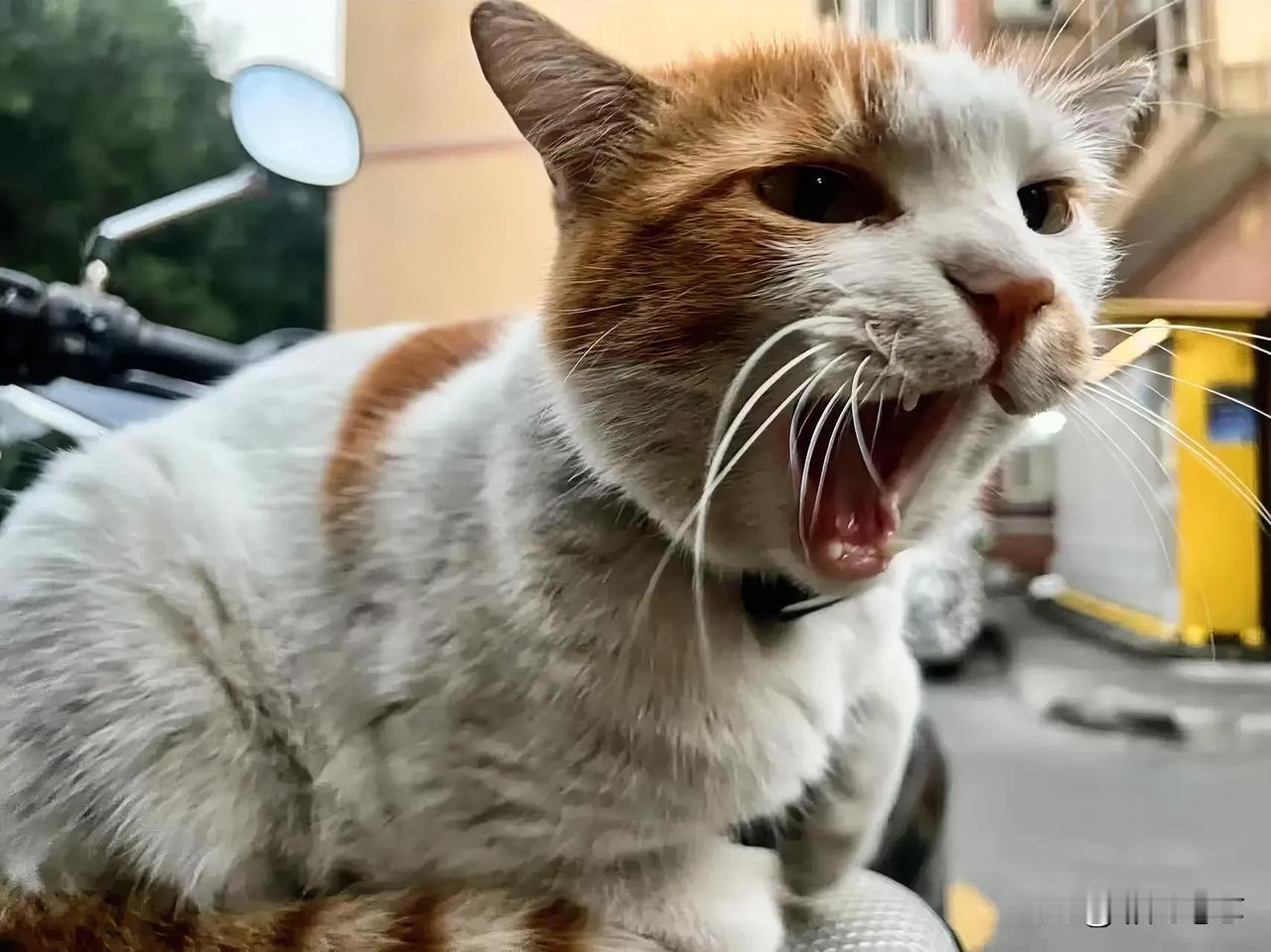 想看看你相册最近一张猫咪的照片坐在摩托车上的猫咪，这猫咪社牛来的，根本不怕人，经