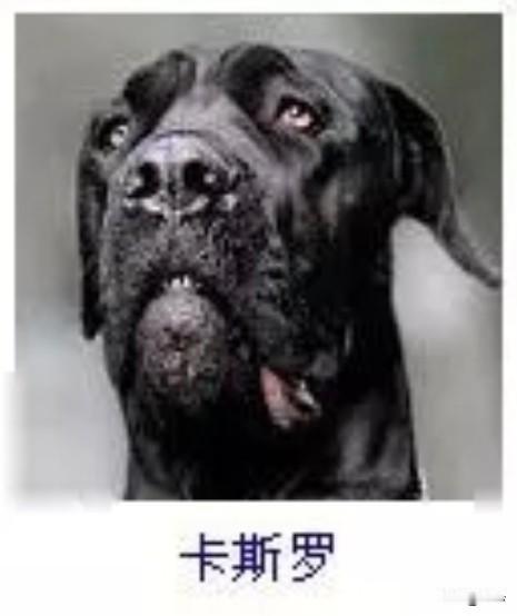 菩萨蛮54·卡斯罗
       玄云拥雪凝苍璧，黑毫隐泛流光细。竖耳若惊霆，苍