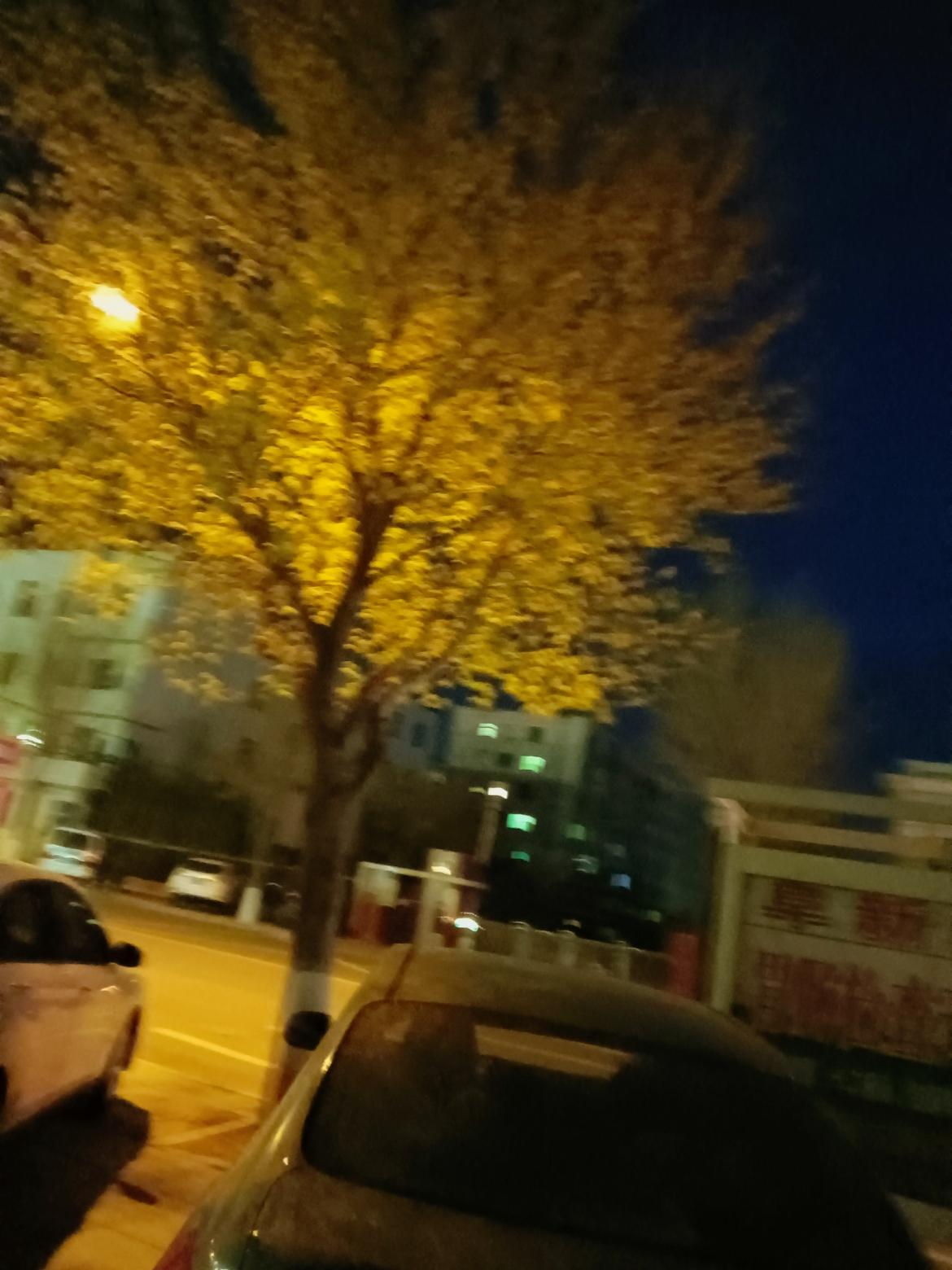 夜晚街头的暖黄色灯光，照亮了秋天的落叶。