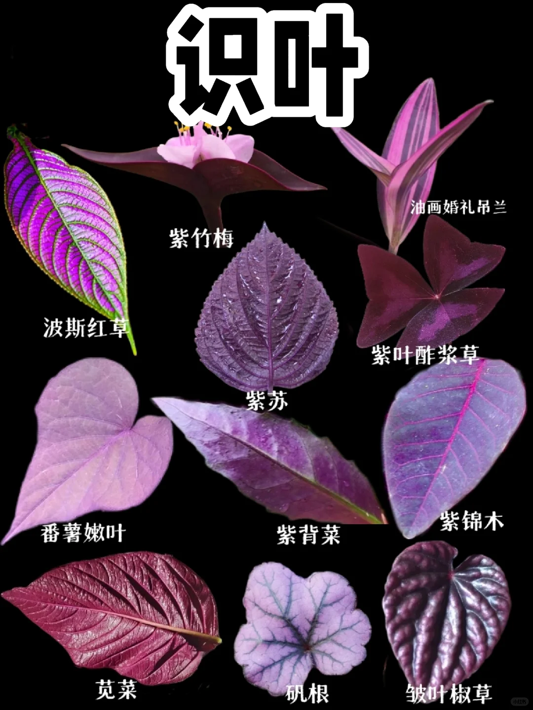 【识叶】紫色的叶子你见过多少？