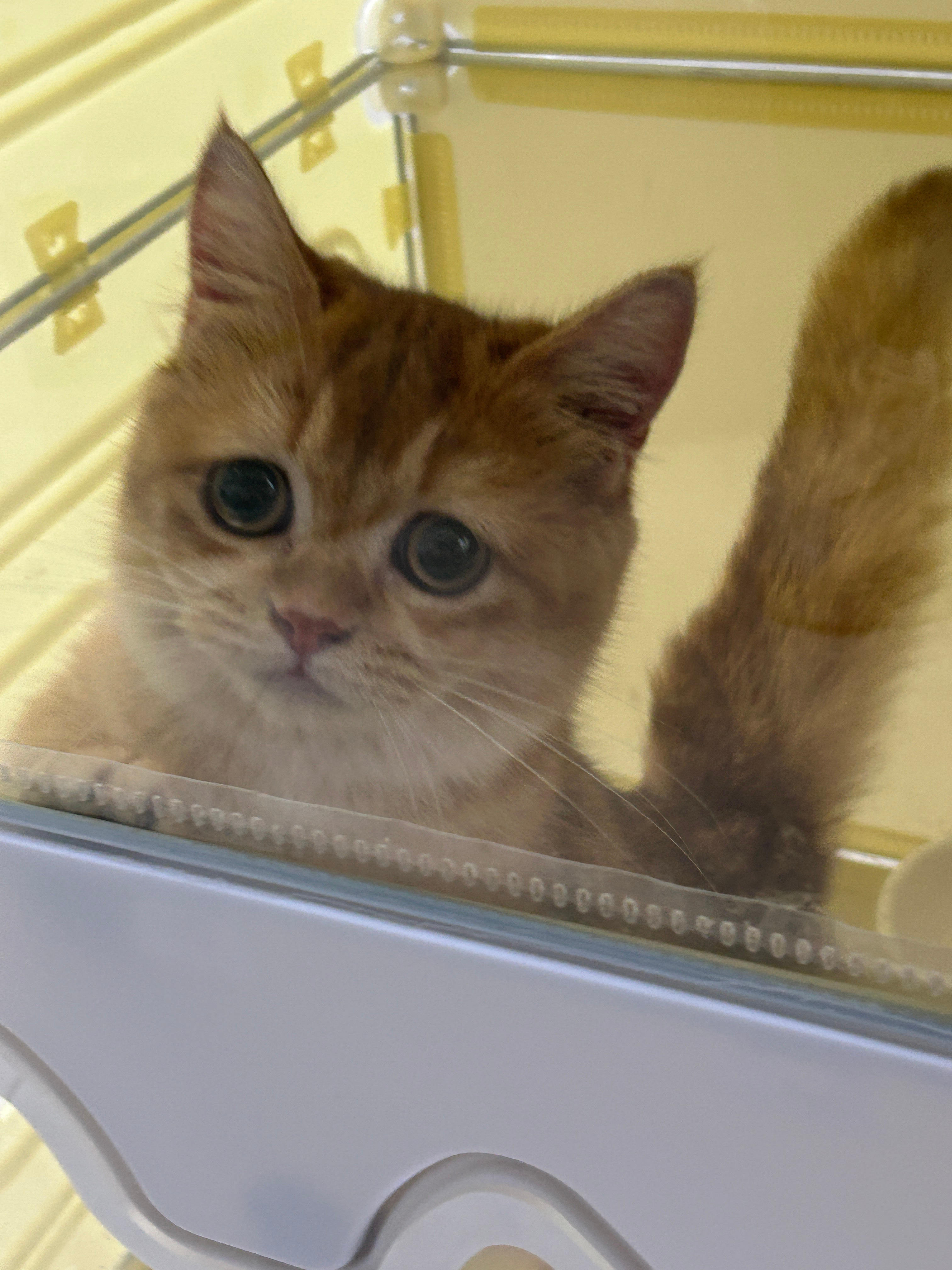 球吉🐱豿豿