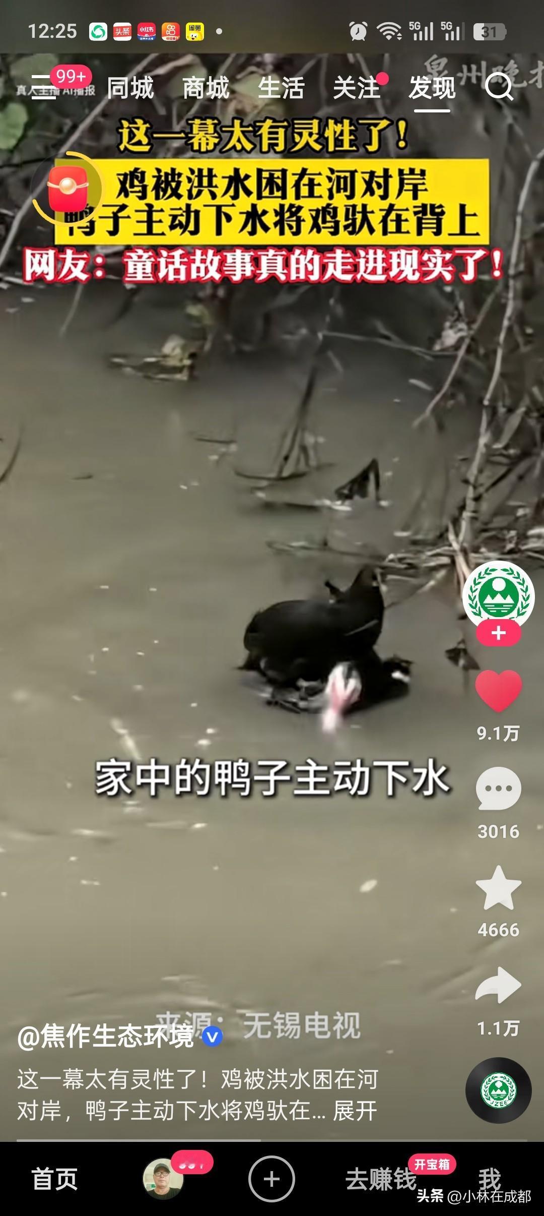 真的有被这个画面感动到了，有时候感觉我们人活的还没有一只小鸭子有情有义！

山区