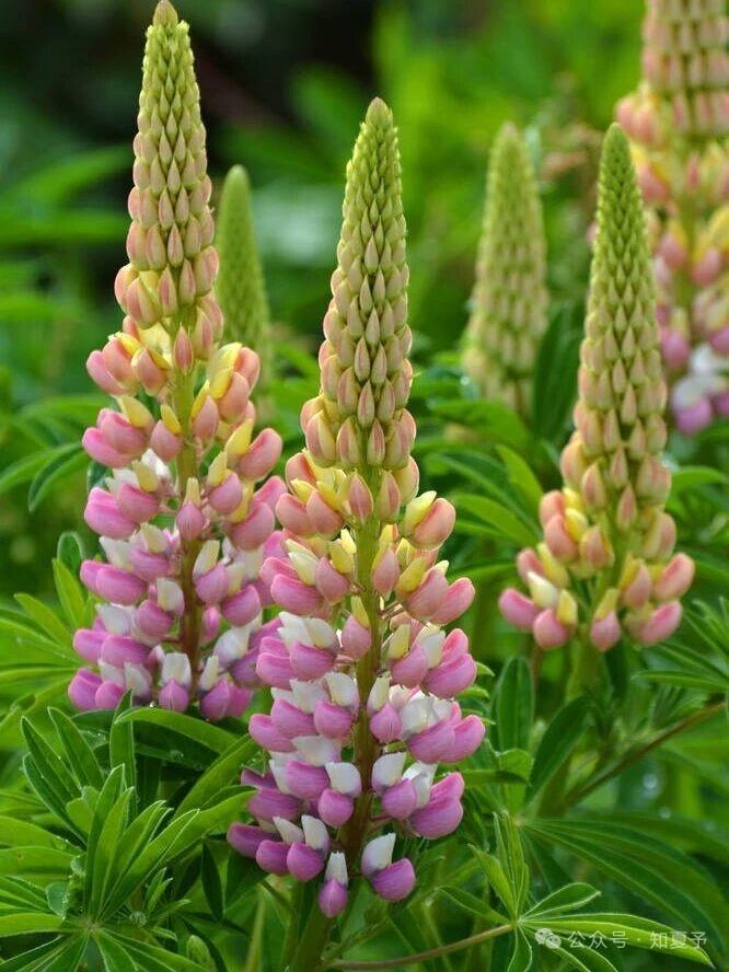 分享随手拍下的花