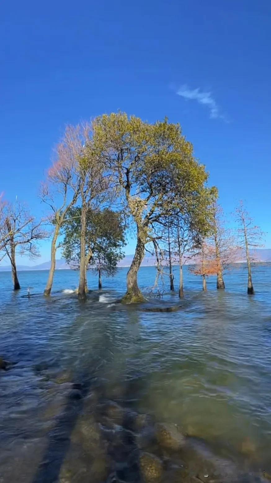 水边树影摇曳，岁月静好如初。在湖边的风景 配上湖边美景 湖边的白桦树