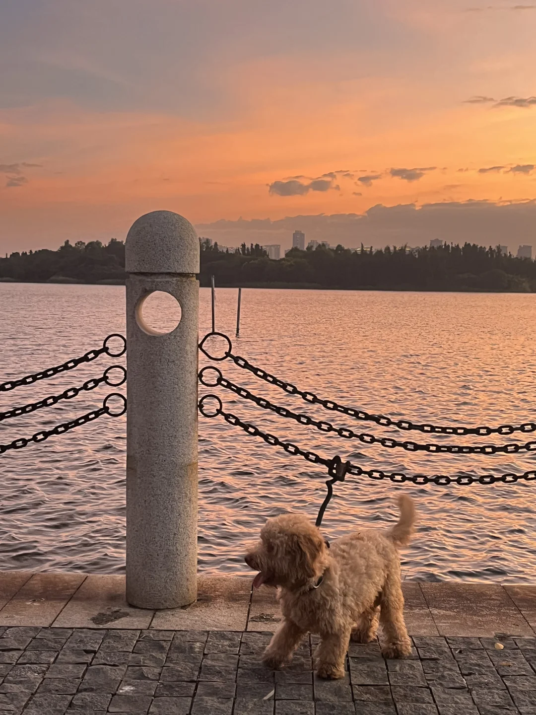 一起看日落的小狗🌅