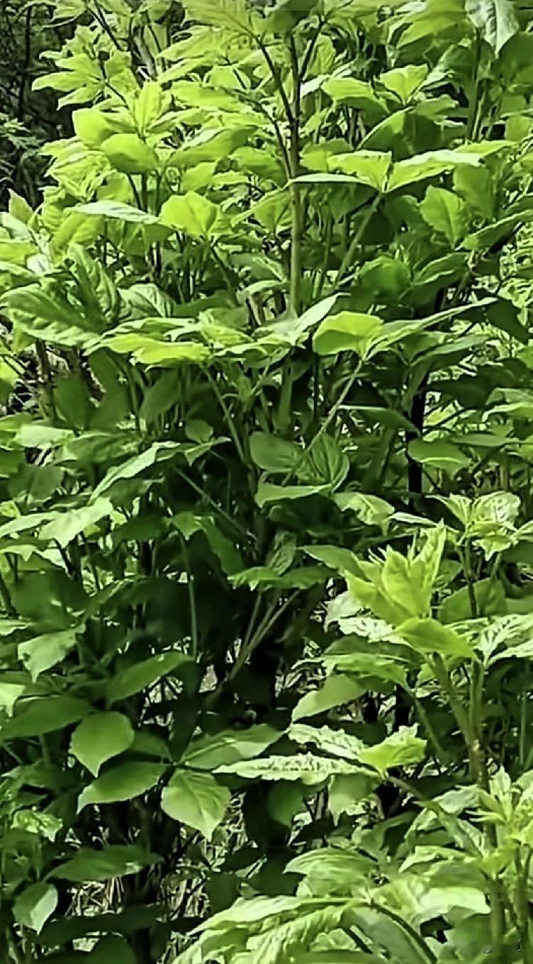 女子发现二婚老公的儿子和后爸的女儿在一起了，已经同居了。
因为女子和老公前妻是死