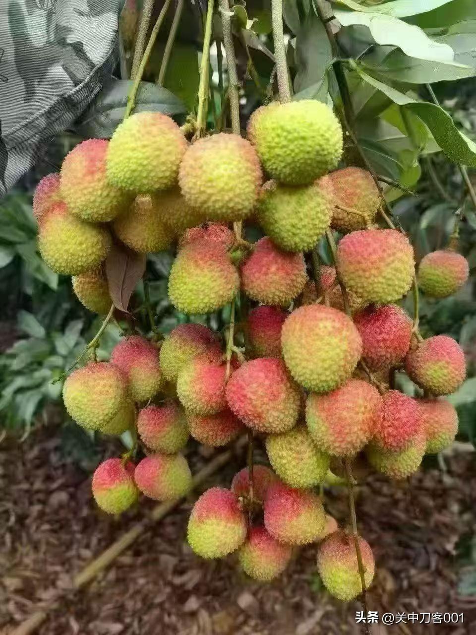 今天的北京，
适合听雨、喝茶、读书、品香、撸猫🌧