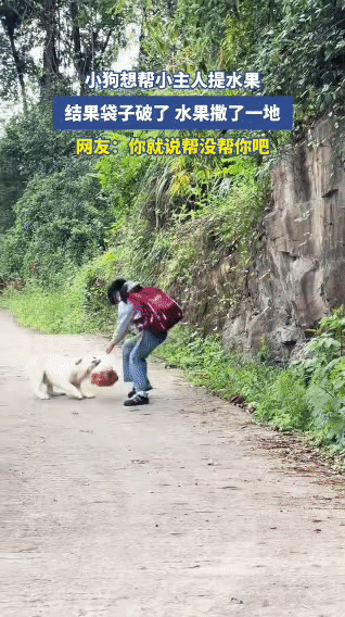 今日份大型“好心办坏事”现场：

小主人：我的橘子，刚买的，还热乎的！
拉布拉多