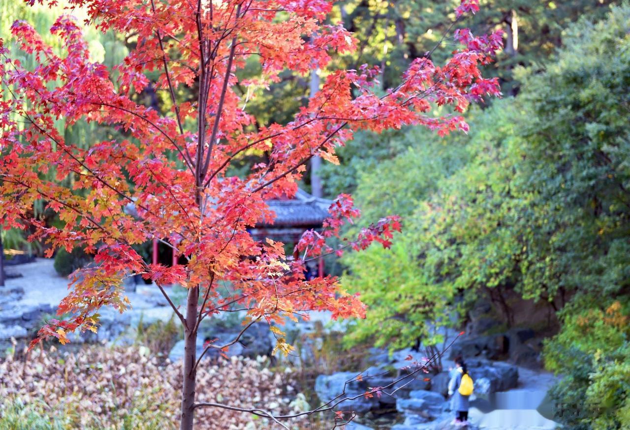 #记录我的2023# 
#秋日生活打卡记# 
香山红叶， 红叶是北京海淀区著名景