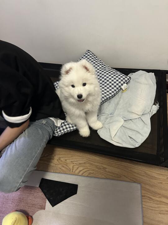 还我妈生狗啊啊啊啊啊啊
