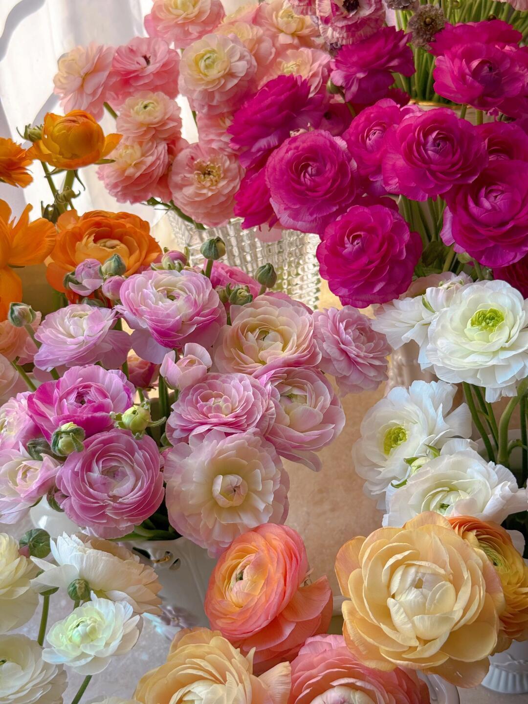 #大妈的精选#  超值福利❗️ 【 大花洋牡丹 】，大自然的色彩盲盒！花越开越美