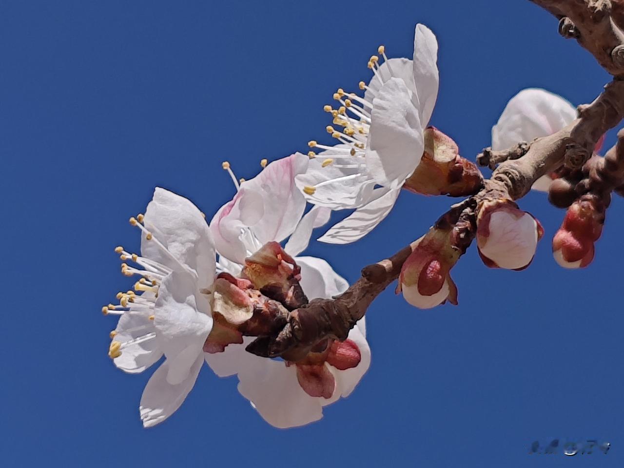 采桑子·清明杏花
       清明雨浥胭脂雪，香沁春衫，影落溪湾，似把幽怀寄碧