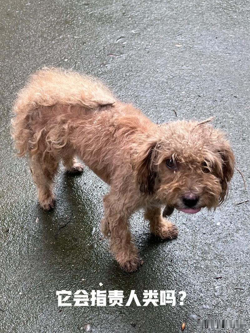 一坨狗屎就会熏晕一个人的良知，让人胡说八道，一阵狗吠就会让人惊慌失措，四脚朝天，