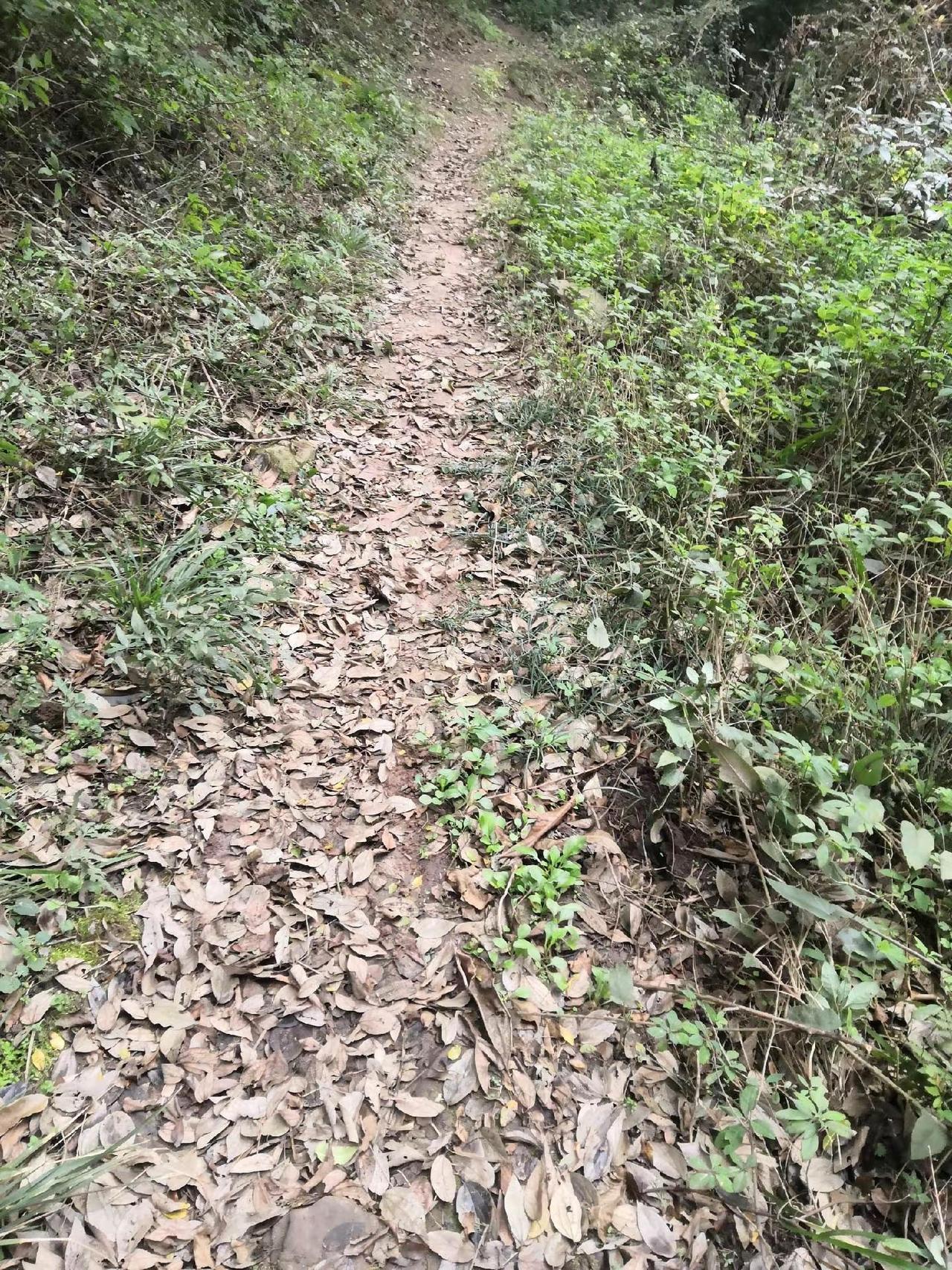 家乡的山间小路充满着大自然的色彩和回归的树叶，聚焦在大地上充满了归乡的思念这就是