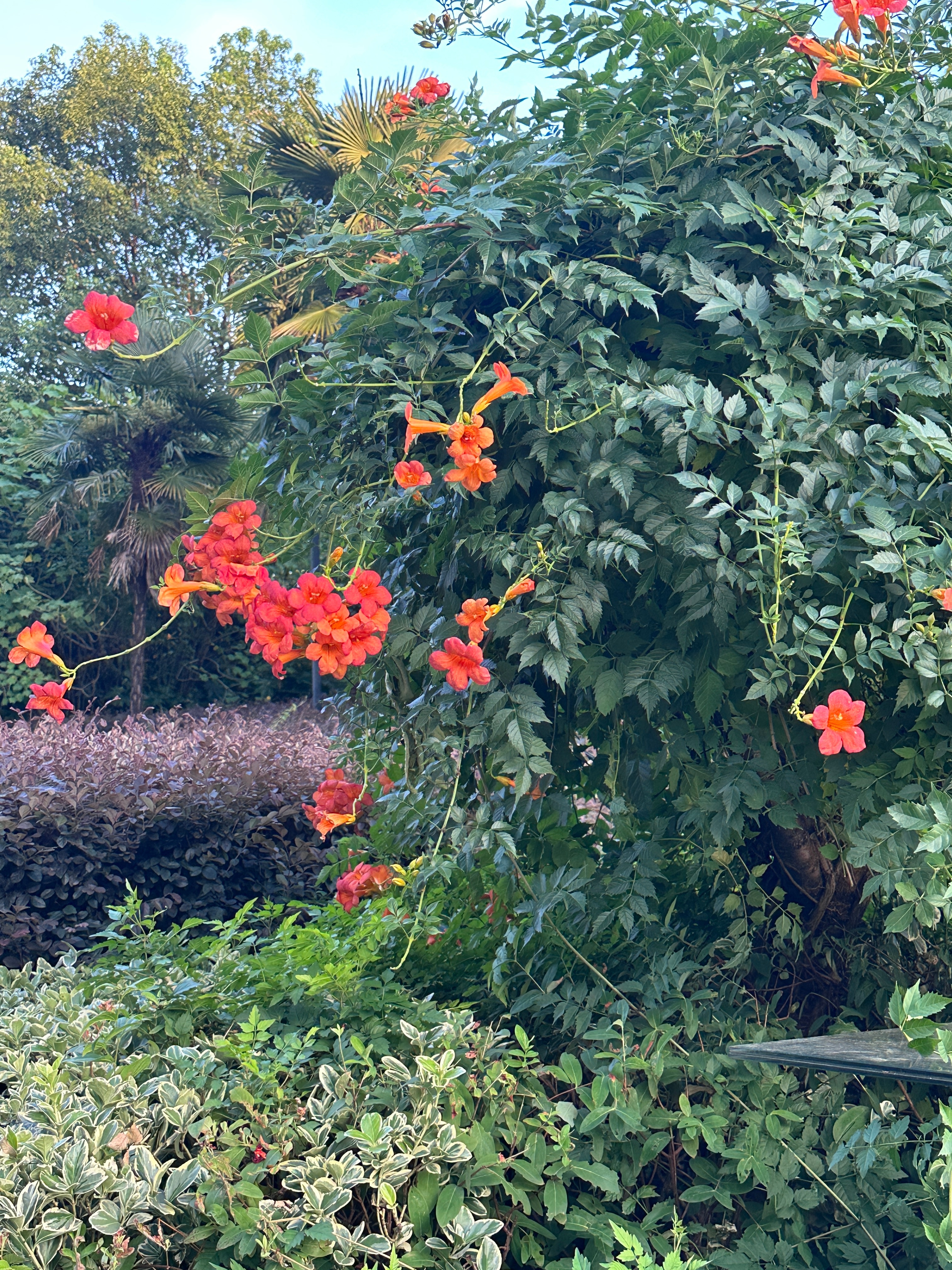 这是什么花🌸 