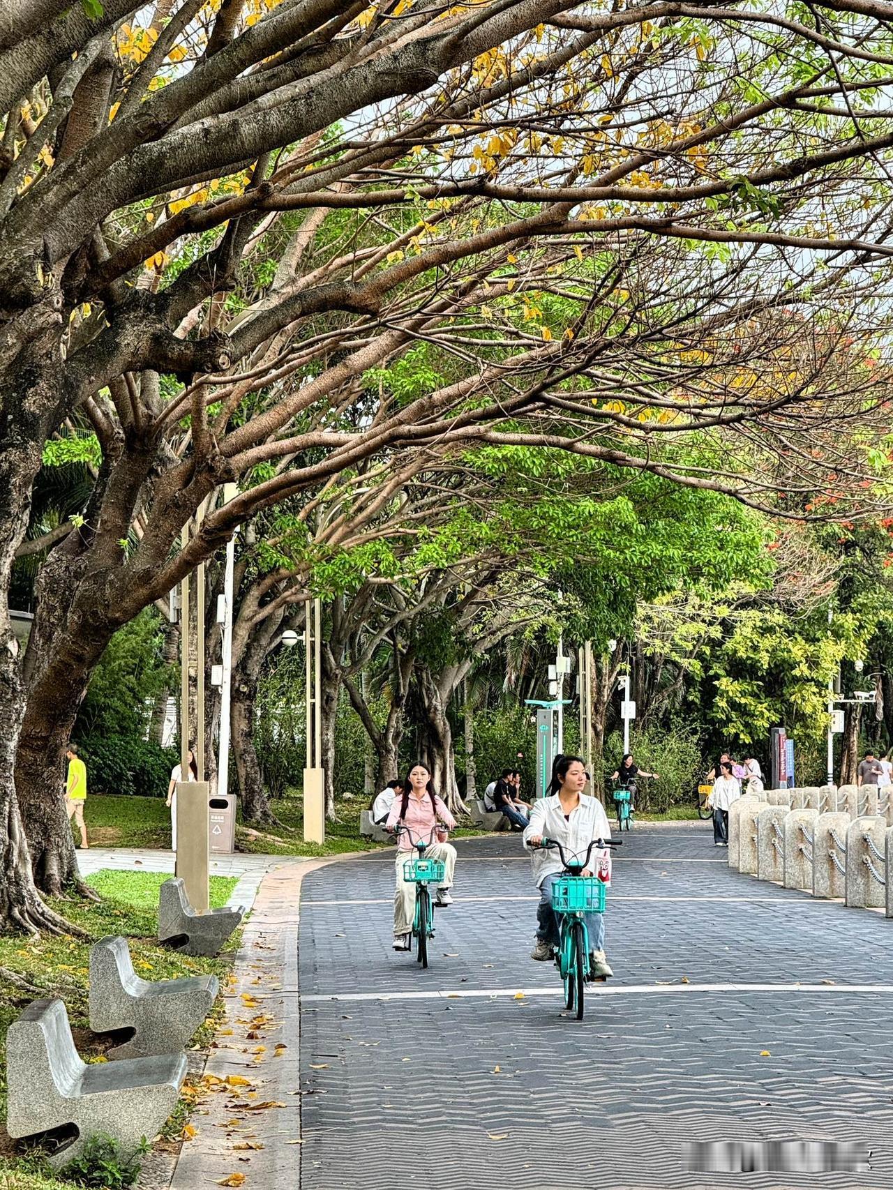 深圳湾的春日，那叫一个绝！海风裹着咸鲜味儿，吹得人心里直痒痒。红树林湿地里，鹭鸟