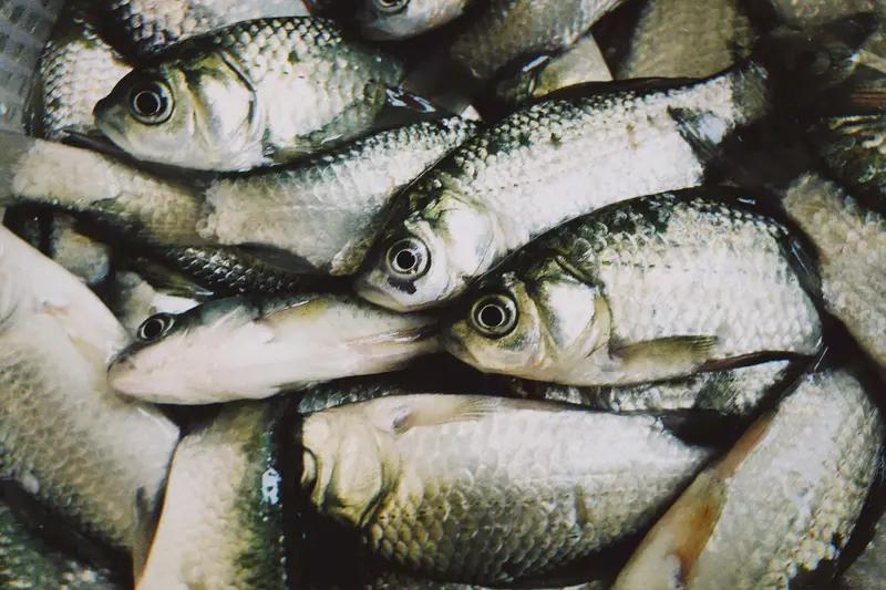 我喜欢上了去江边钓鱼，到了河边就想钓一条我喜欢吃的鲫鱼，但不是你想象中的哪样？只