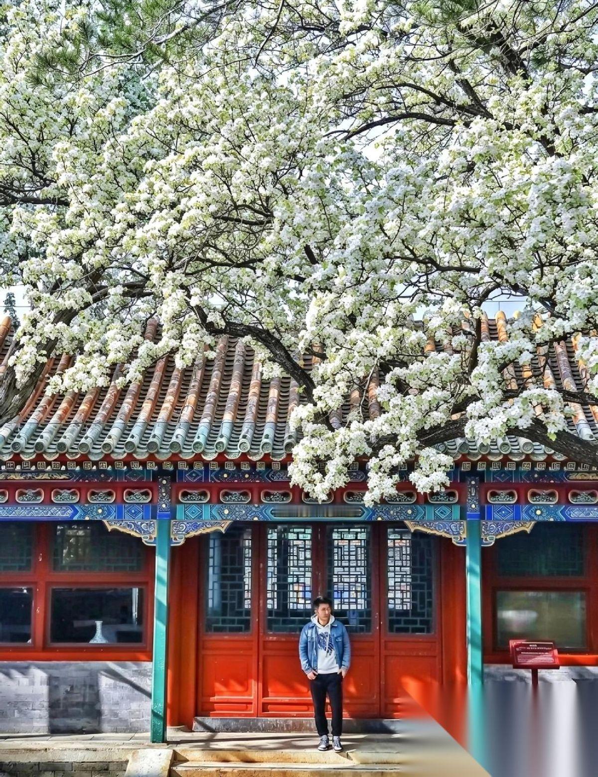 🌸 美到犯规：4.11本周北京17处“花界天花板”，错过再等一年！
北京的春天