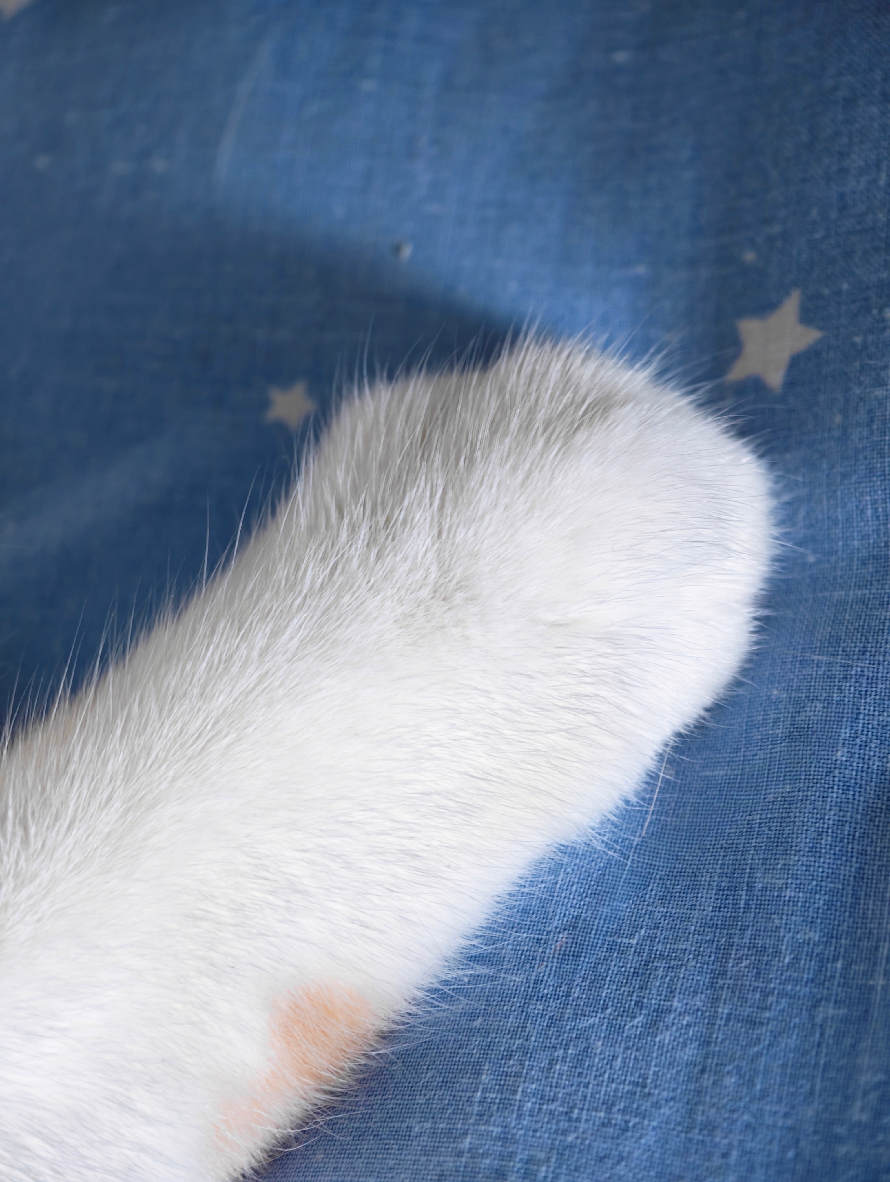 小猫的脚原来这么臭不臭啊，还肉乎乎的，平时摸起来好治愈。 