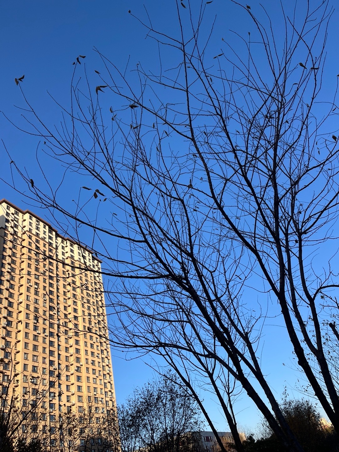 生活手记初冬的棱角蓝天裁出枯枝的轮廓，楼影里，最后几片叶正与风作别。季节把城市的