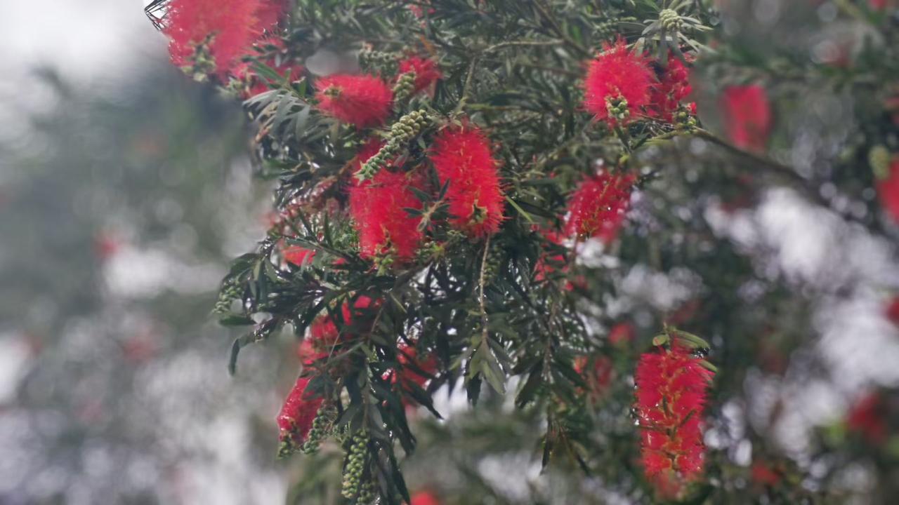 晒图笔记大赛雾里的红绒花，把湿润的春天，都揉进了一簇簇热烈的绽放里，连空气都浸着