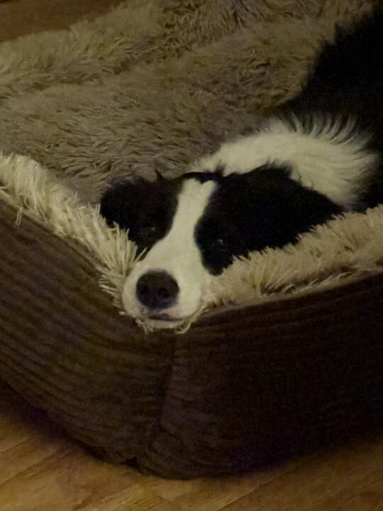 晚安小狗💤