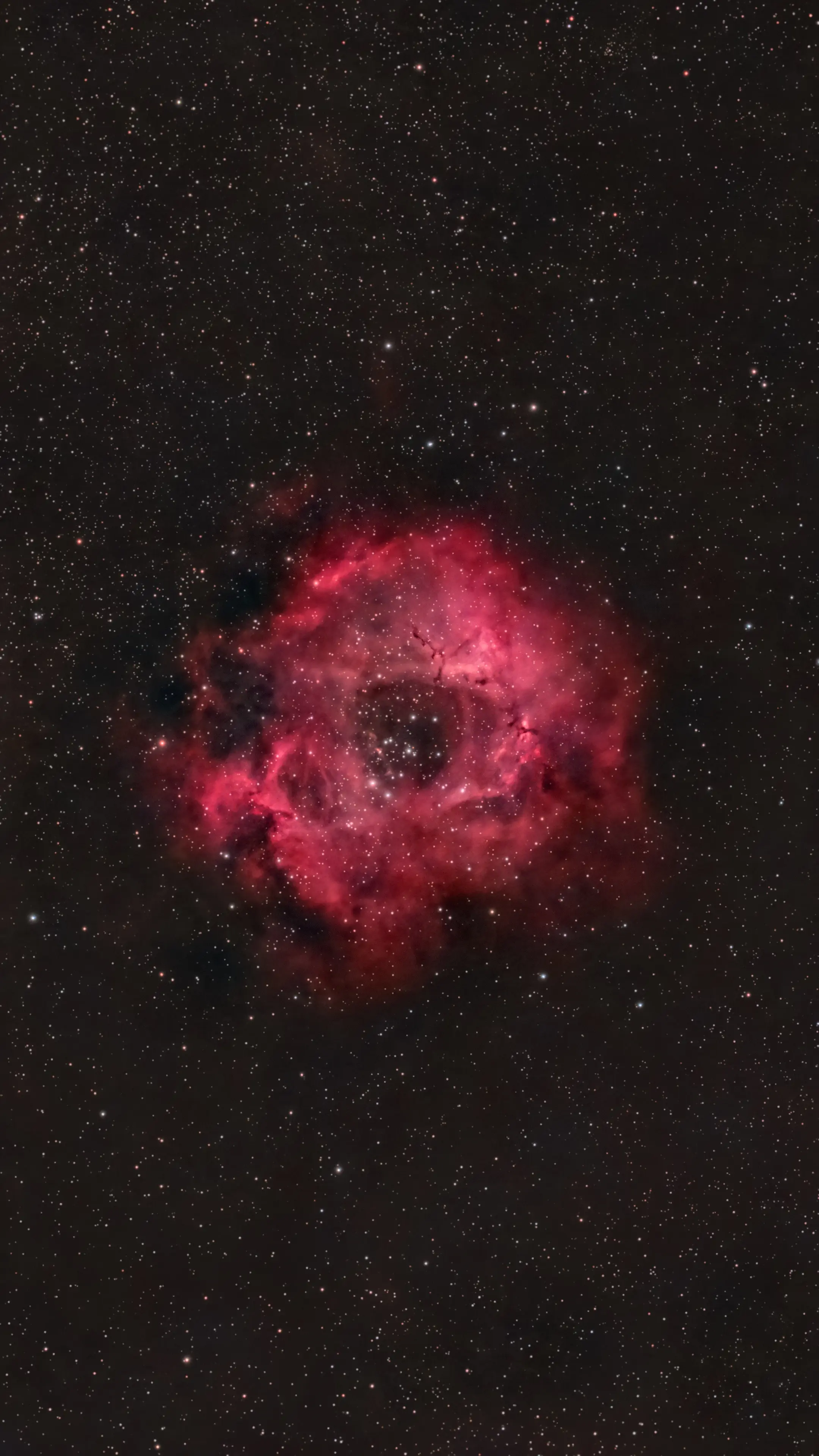 宇宙玫瑰——NGC 2237玫瑰星云。内容来源：半波偶极子 拍摄设备...